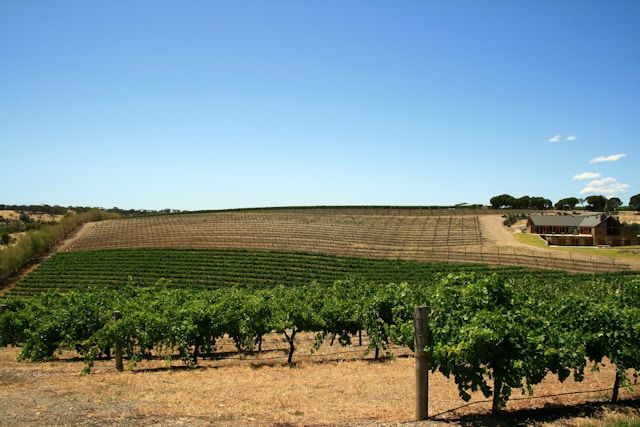 vignoble australien penfolds barossa